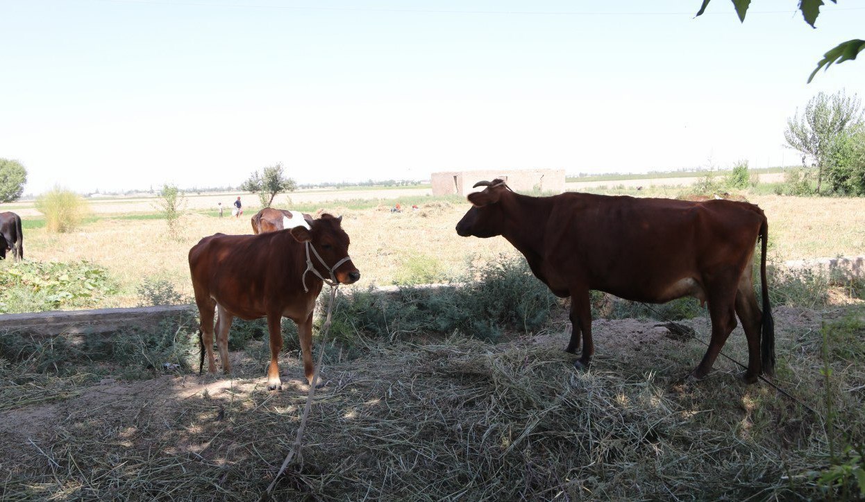 Узбекистан возьмет в аренду землю в Беларуси для выращивания скота