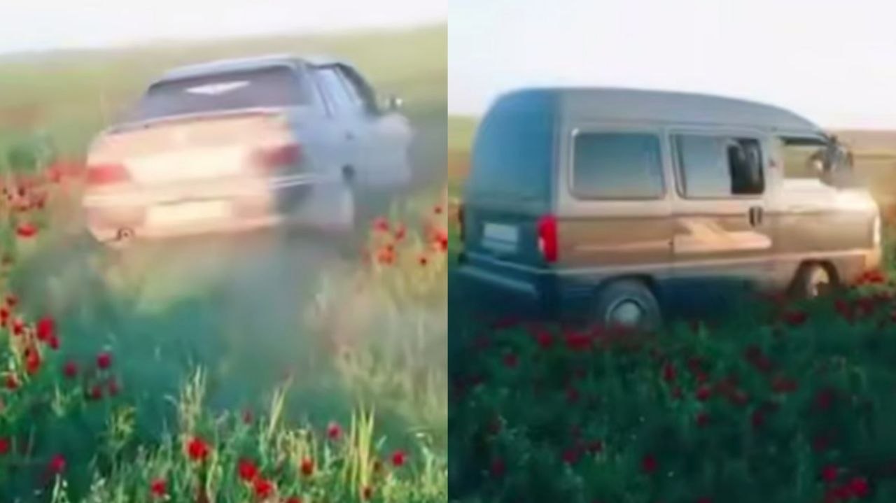 В Кашкадарье несколько водителей давили тюльпаны