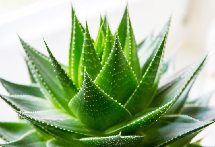 Какие комнатные растения помогают нашей психике?