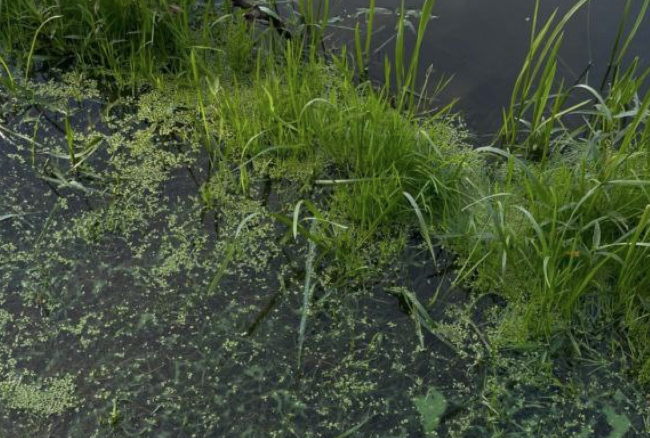 Мужчина упал в озеро в ботаническом саду и умер от редкой инфекции