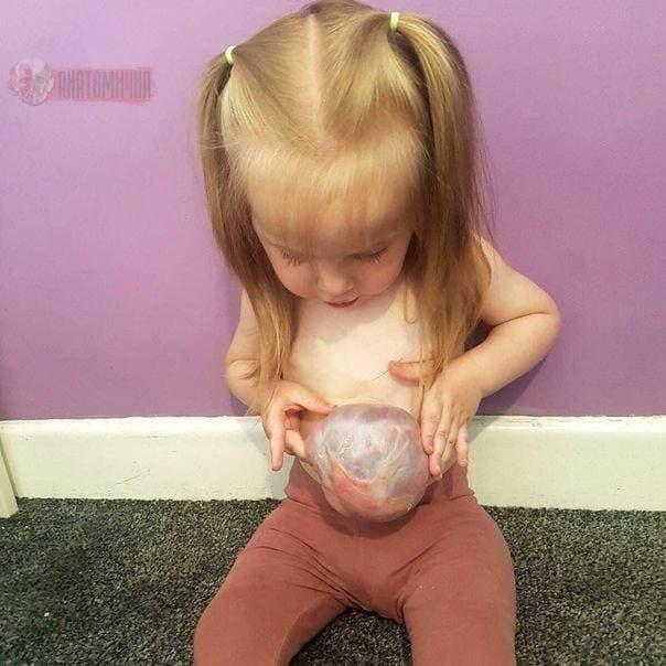 Фото: Анатомичка