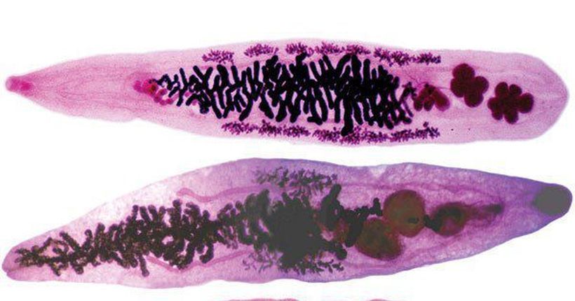 Ученые начнут заживлять раны при помощи червей-паразитов
