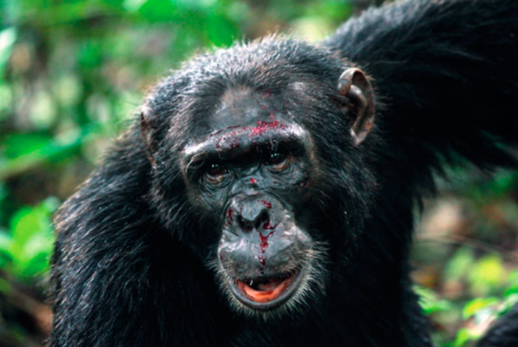 В Китае умер первый человек с вирусом обезьяны