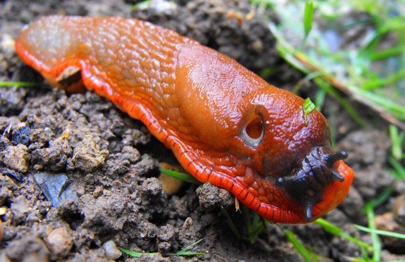 Ученый предупредил о нашествии гигантских слизней-вредителей