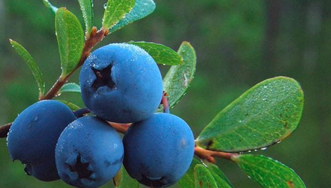 Диетолог из России объяснила пользу черники