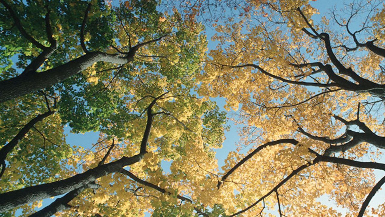  В чем опасность бабьего лета? Комментарий врача