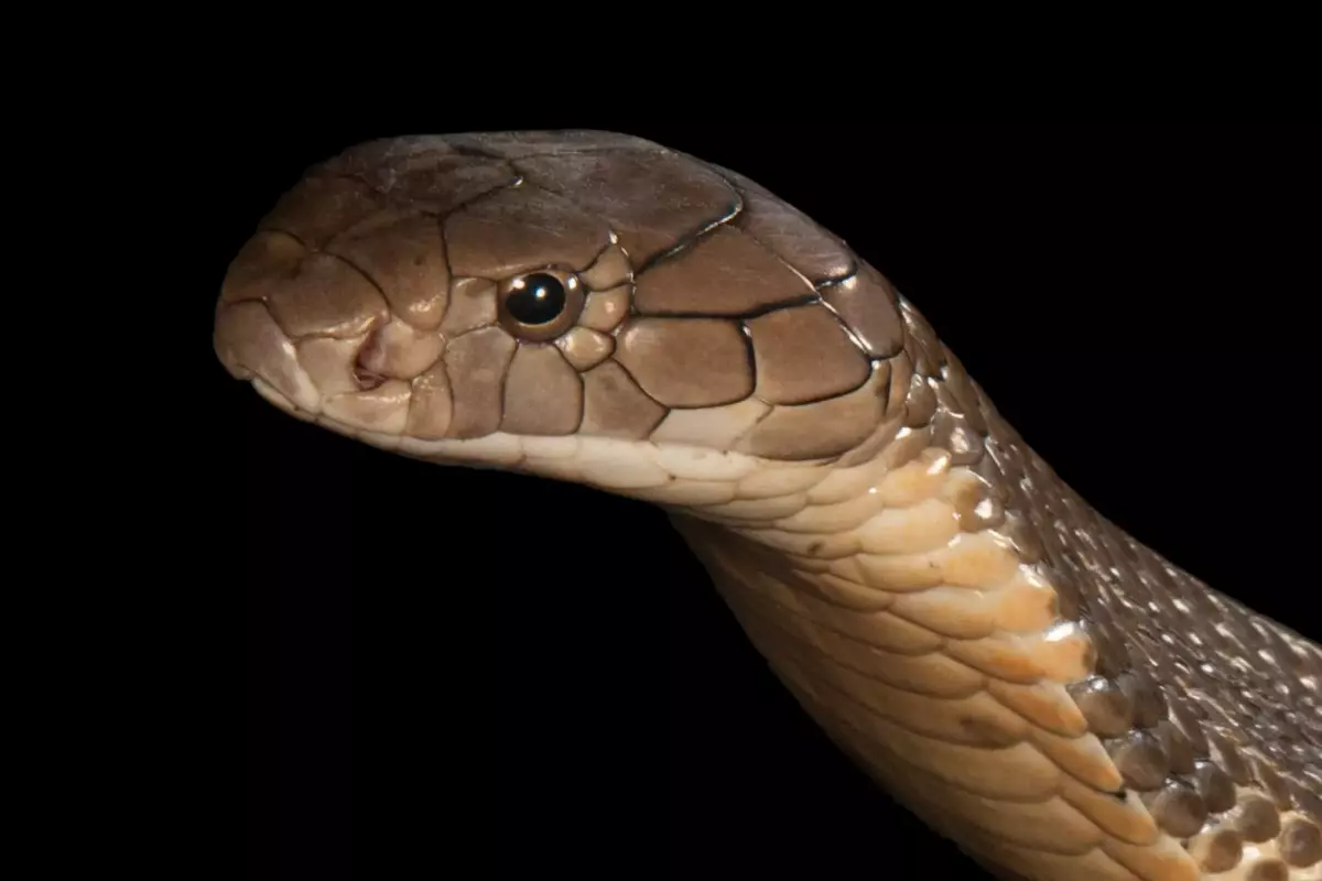 Распространителями ковида могут оказаться змеи, а не летучие мыши