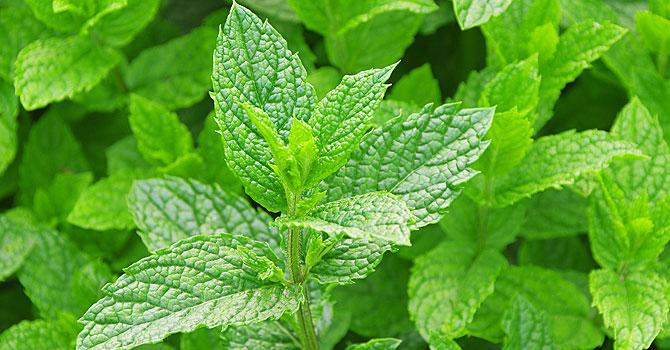 5 способов использования мяты: от спазмов и заложенностей в носу