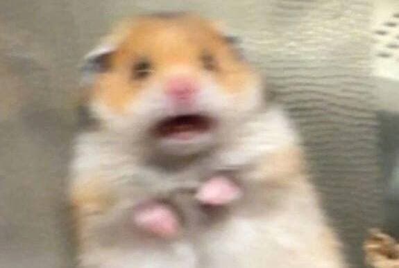 У хомяков, зараженных ковидом, уменьшались яички – грозит ли это людям?