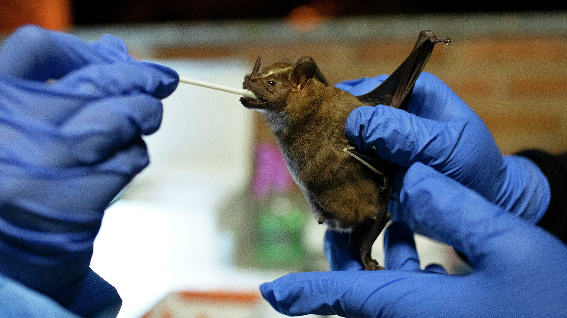 Ученые выявили у летучих мышей новый коронавирус NeoCov