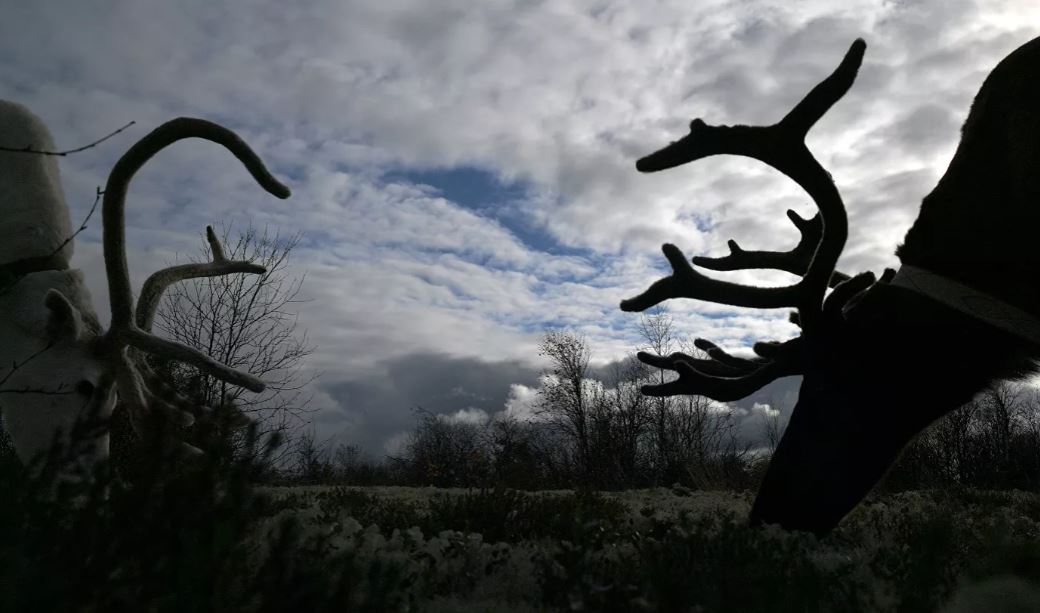 Американские специалисты впервые выявили коронавирус у оленей