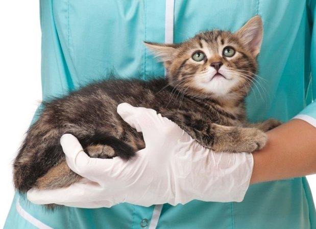 Ветеринар рассказал, как определить у своего домашнего питомца коронавирус