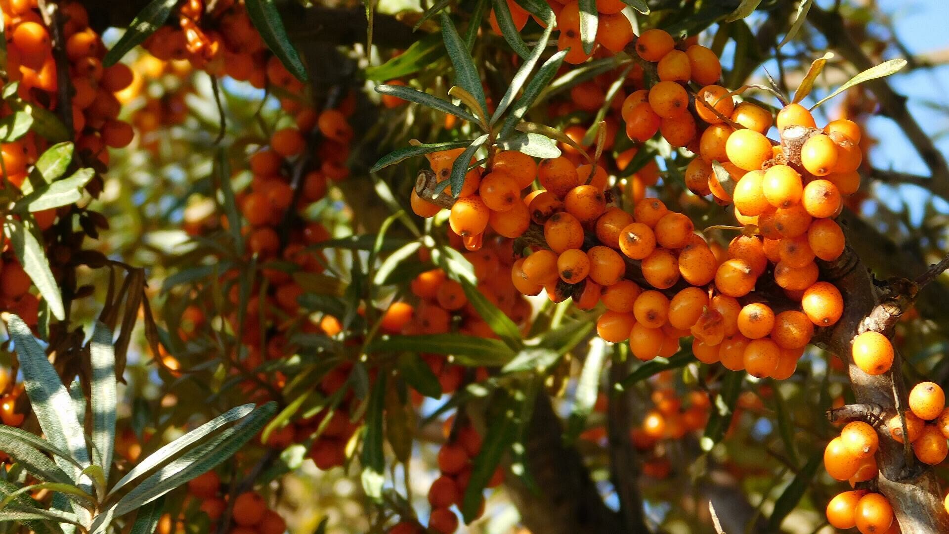 Какая ягода является «мультивитаминной бомбой» для укрепления иммунитета?