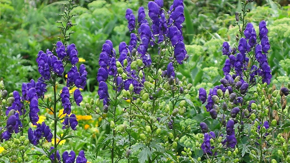 В Бишкеке зафиксирован первый случай отравления иссык-кульским корнем