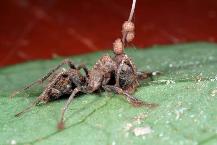 Что такое зомби-вирус и среди кого он распространяется?
