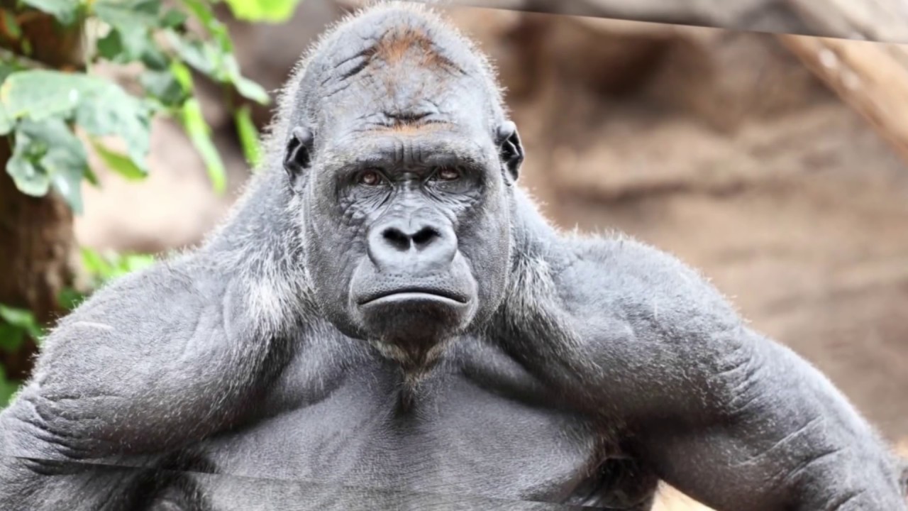 Больше десяти горилл из зоопарка США заразились клоронавирусом