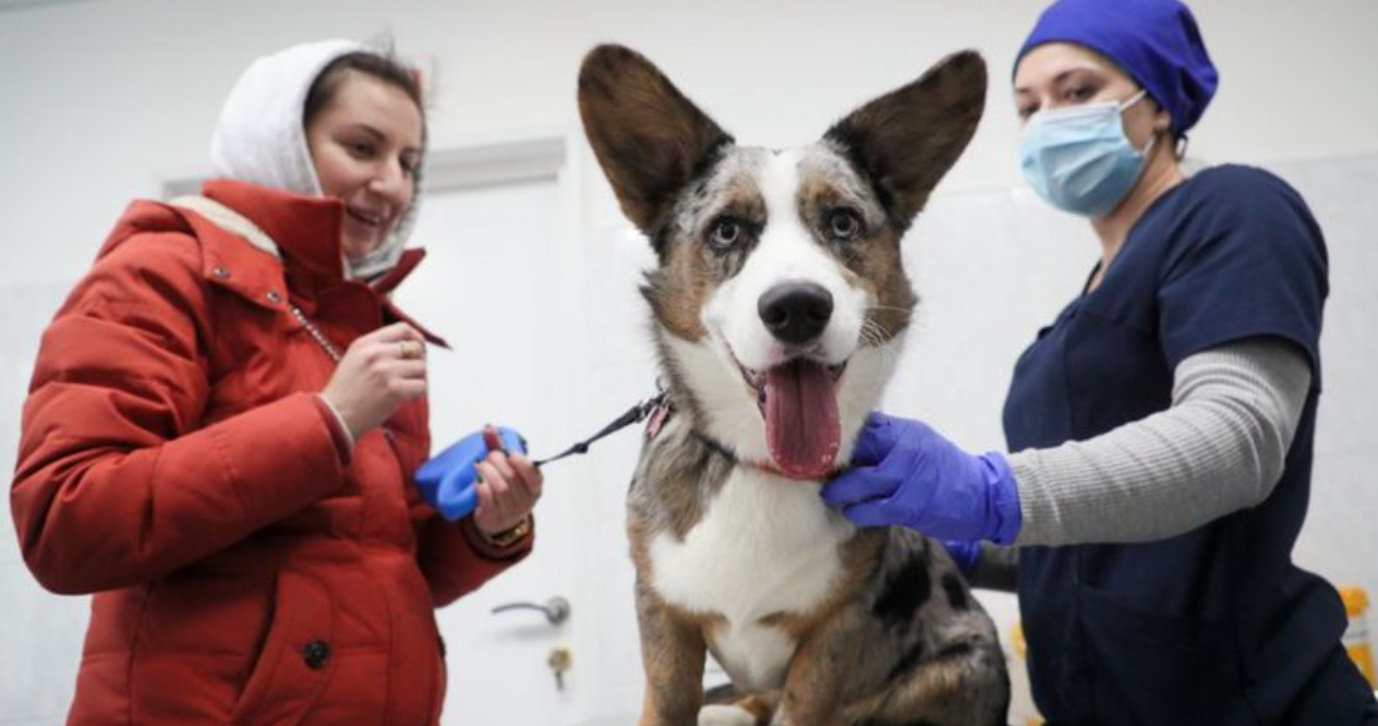 В Узбекистане начнут тестировать вакцину от коронавируса на животных