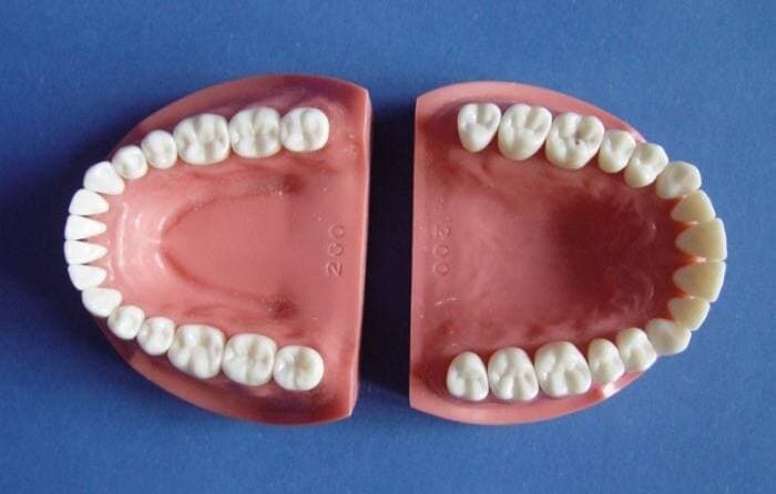 Почему у человека именно 32 зуба?