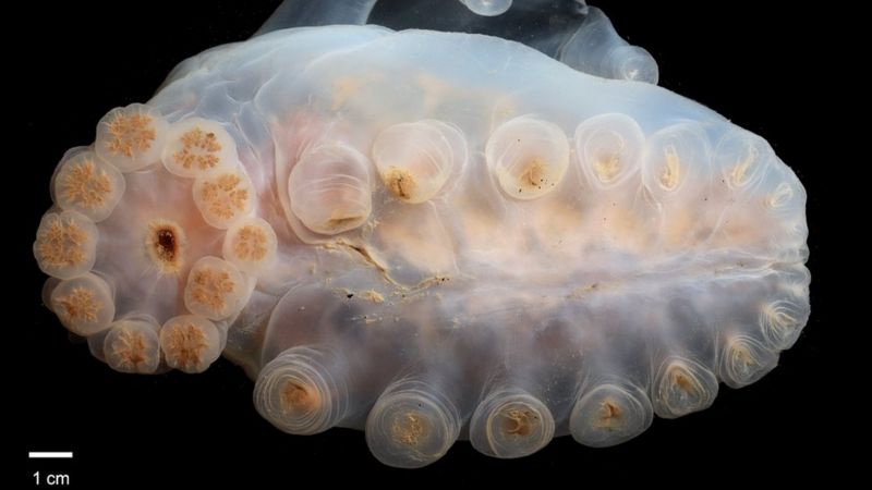 Морской огурец / BBC