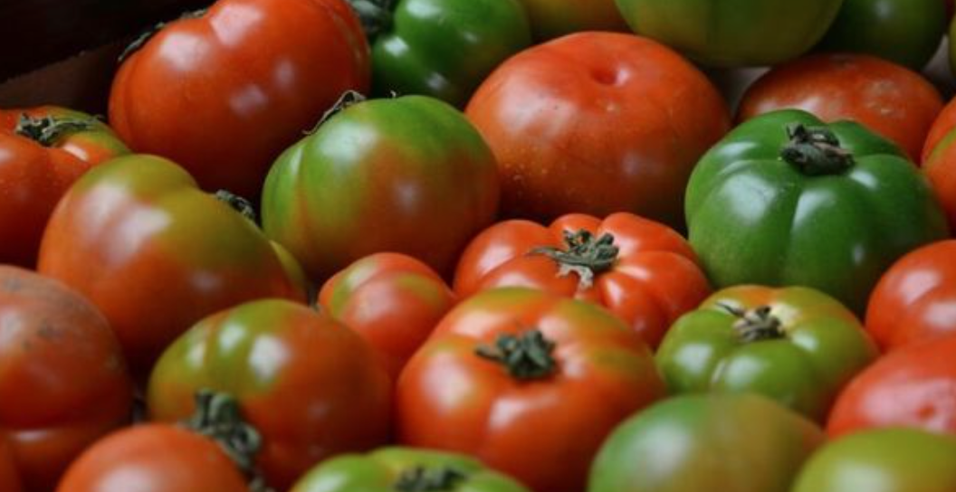 В Японии создали томаты против гипертонии