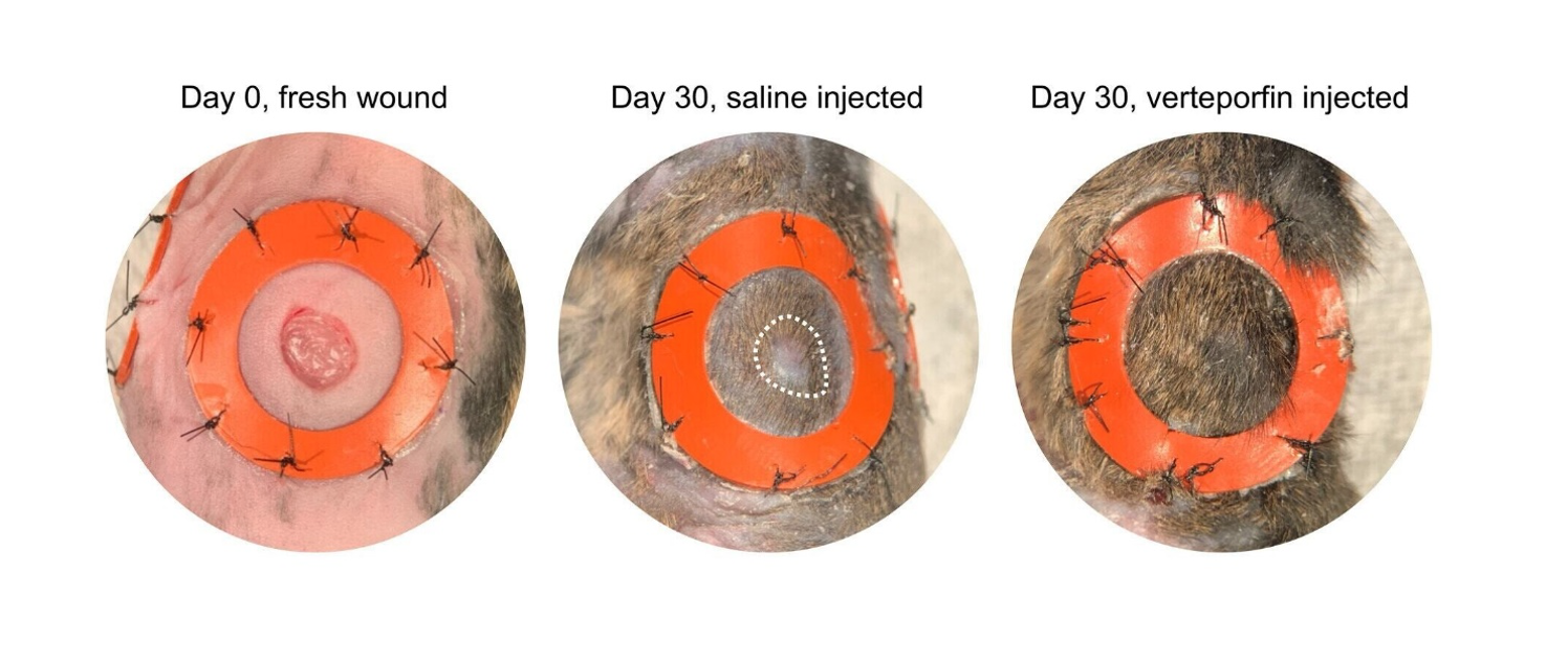 Изображение из исследования Майкла Лонгакера