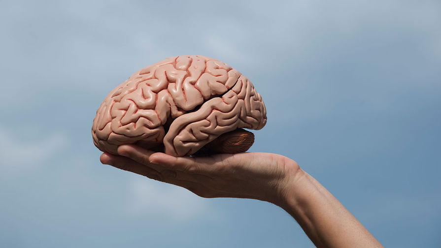 В чем связь между мозгом и жиром в животе?