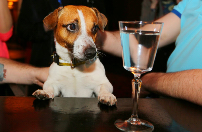 Ученые выяснили, кто легче всего переносит алкоголь