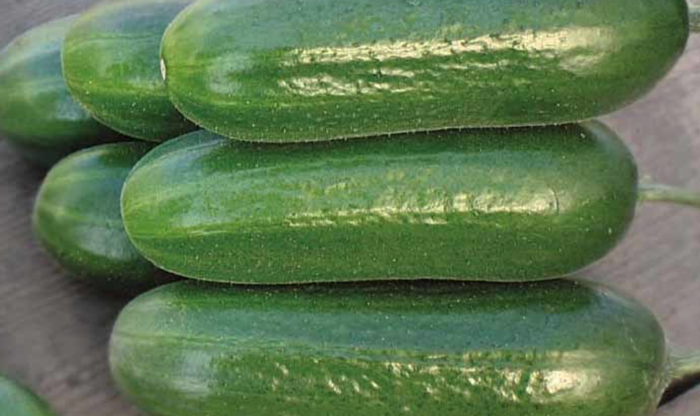 Чем полезны горькие огурцы? Рассказываем
