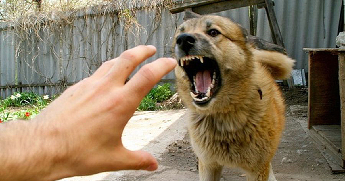 Известно ли вам, почему бешенство неизлечимо?