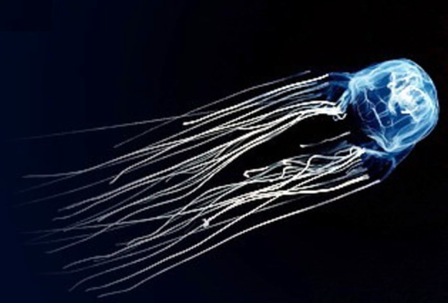 Как выглядят последствия от укуса самой опасной медузы в мире — показываем