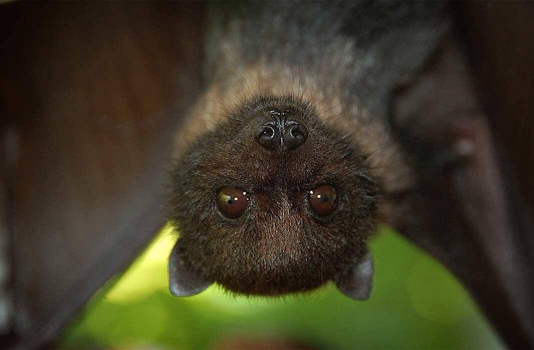 В летучих мышах обнаружили новые опасные для людей коронавирусы