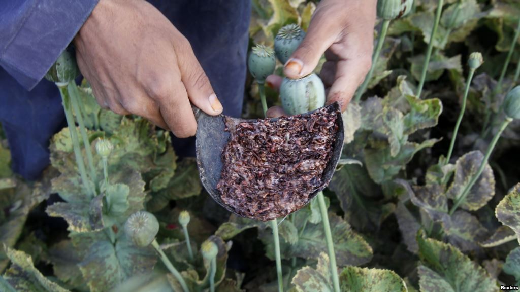 Гражданина Афганистана в Сурхандарье поймали с 20 килограммами опия 