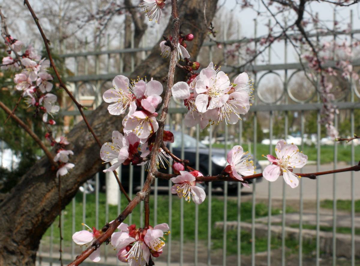 Сколько дней узбекистанцы отдохнут до и после Навруза? (календарь)