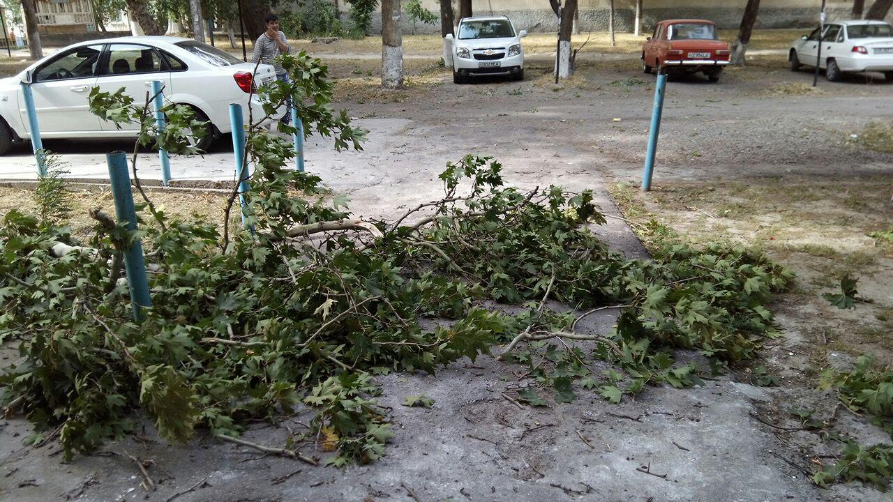 Узбекистанцев предупредили о ветрах и похолодании