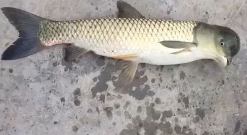 В Китае рыбак поймал рыбу-мутанта с головой голубя (видео)