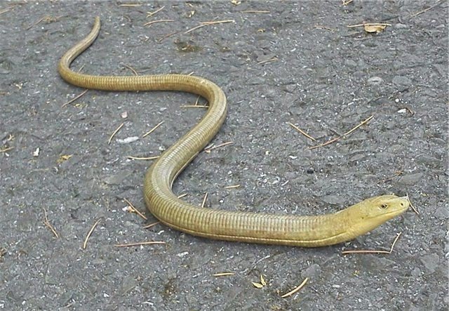 Узбекистанец поймал змею, оторвал ей голову и съел (видео 16+)