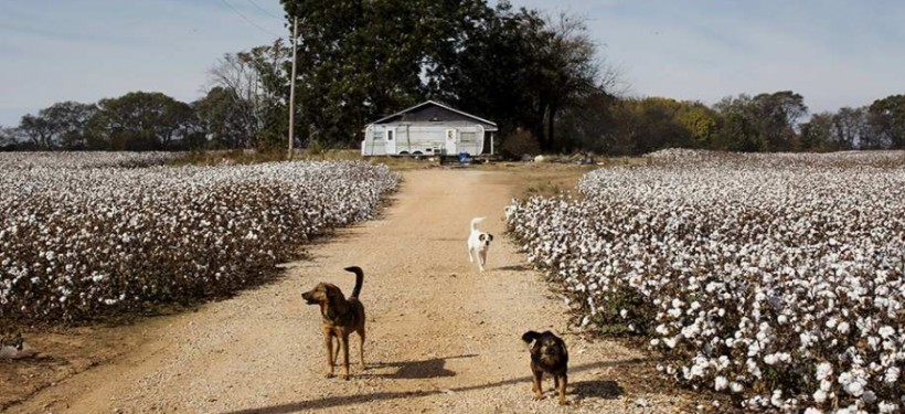 Бухарское ОВД похвасталось зарезанными баранами, сбежавшими от хозяина