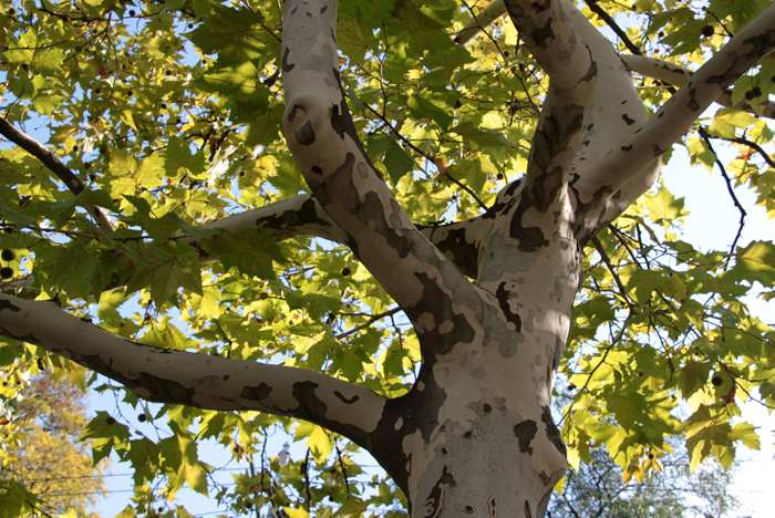 В Ташкенте нашли способ облегчить жизнь аллергикам