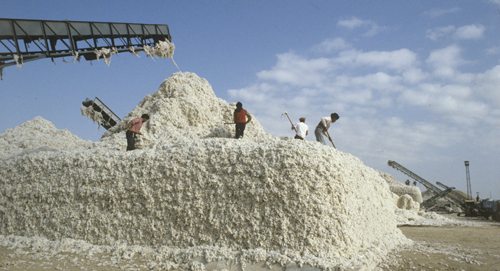 В Ташобласти за несобранный хлопок заплатят более сотни фермеров 