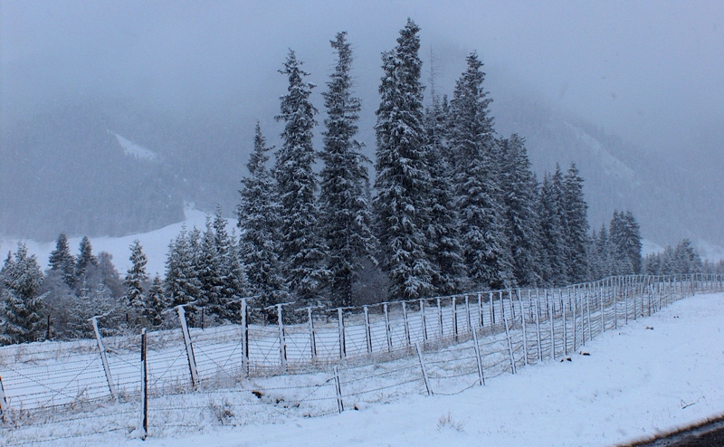 Пятеро узбекистанцев пытались незаконно пересечь границу Казахстана и чуть не замерзли до смерти