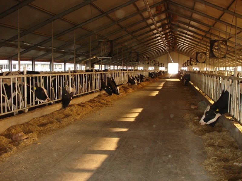 В Самарканде фермер повесился в собственном коровнике