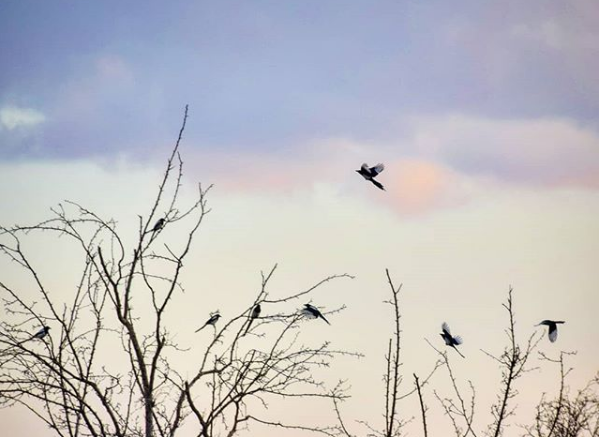 Freedom House высказалась об Узбекистане 