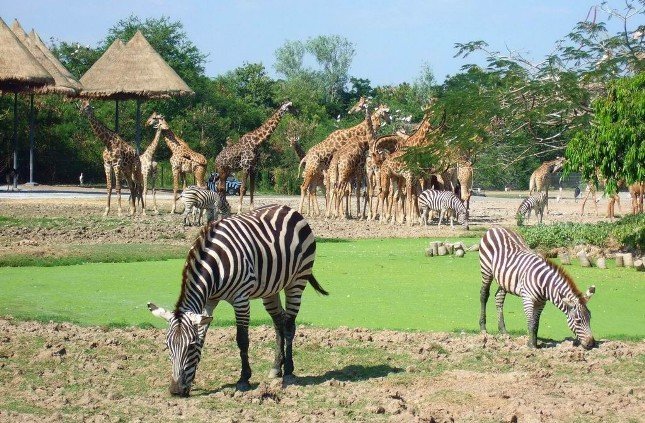 Навои обзаведется Сафари-парком