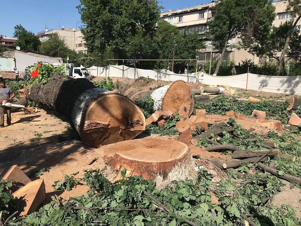 Правительство поддержало резкое увеличение штрафов за вырубку деревьев