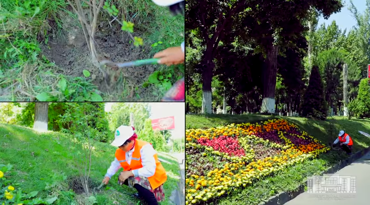 Хокимият проконтролировал ухаживание за саженцами после акции «Яшил ташаббус»
