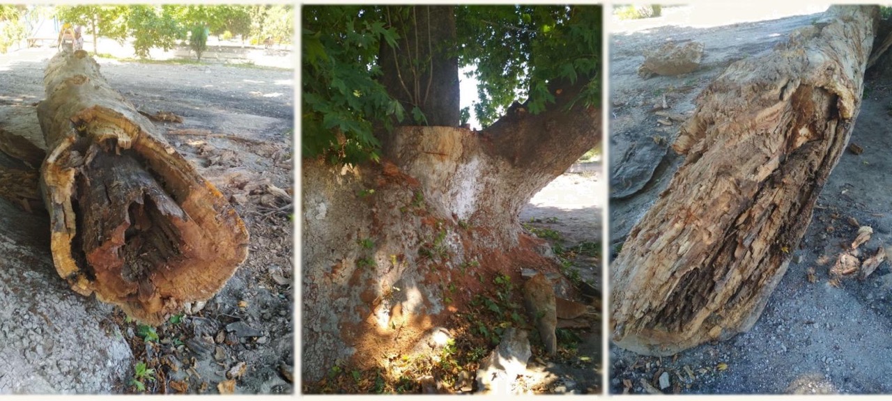 В Госкомэкологии опровергли слухи о вырубке 800-летней чинары в Наманганской области