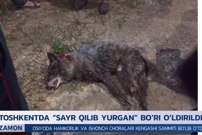 Ð¡Ð¾Ñ‚Ñ€ÑƒÐ´Ð½Ð¸ÐºÐ¾Ð² ÑÐ»ÑƒÐ¶Ð±Ñ‹ ÑÐ¿Ð°ÑÐµÐ½Ð¸Ñ Ð¾ÑˆÑ‚Ñ€Ð°Ñ„Ð¾Ð²Ð°Ð»Ð¸ Ð·Ð° Ð¶ÐµÑÑ‚Ð¾ÐºÐ¾Ðµ ÑƒÐ±Ð¸Ð¹ÑÑ‚Ð²Ð¾ Ð²Ð¾Ð»ÐºÐ°