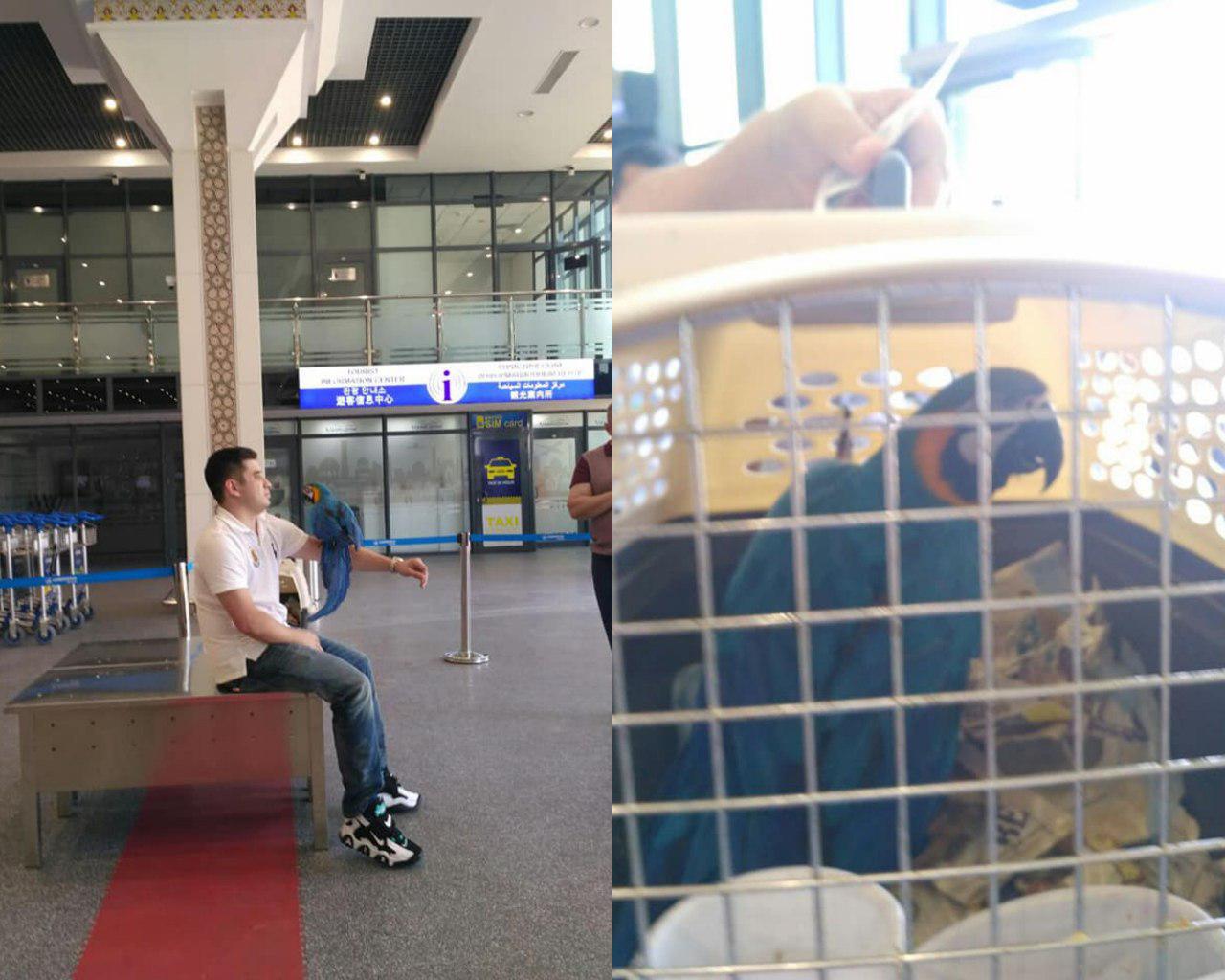 У прибывшего из Нью-Йорка узбекистанца отобрали попугая редкого вида