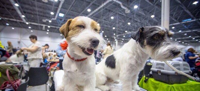 В Ташкенте пройдет выставка собак 