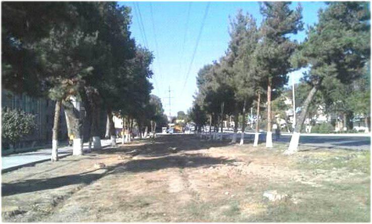 В Госкомэкологии прокомментировали массовую вырубку ёлочных деревьев